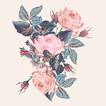Botanical vector vintage illustration with pink rose flowers in watercolor style