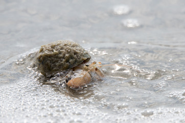 hermit crab in shell on beach