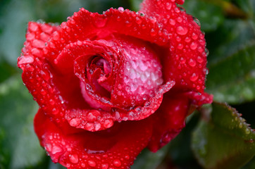 Red Rose Macro Shot with Water Drops