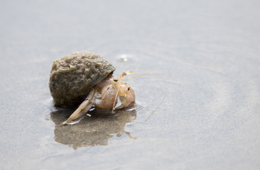 hermit crab in shell on beach