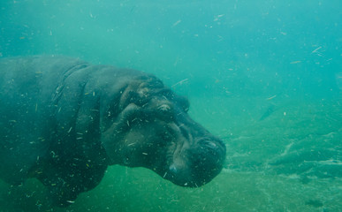 Big Fat Hippo Swimming Under Water