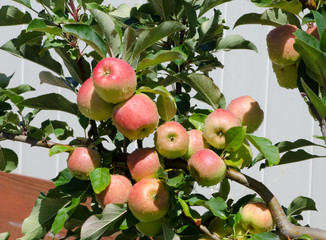 Red Juicy Apples Growing on Apple Tree