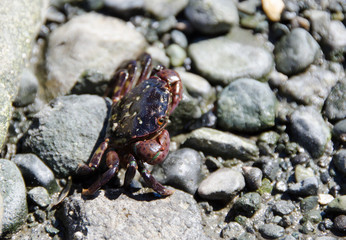 Cute Little Crab Face on Rocks by Ocean