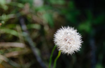 White Dandelion Puff going to Seed