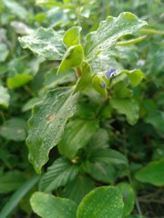 water drops on leaf