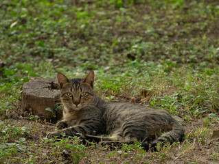 Naklejka na ściany i meble traditional latin american cat resting on the grass