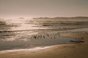 Fototapeta na wymiar Sunset with Sand Birds on Beach