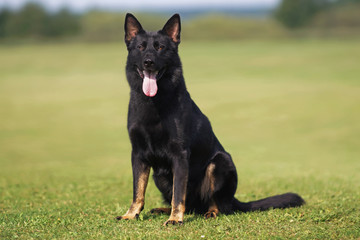 Bicolor (almost black with brown feet) German Shepherd dog sitting on a green grass in summer
