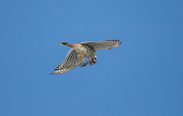 Kestrel hunting dragonfly