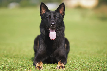 Bicolor (almost black with brown feet) German Shepherd dog lying down on a green grass in summer