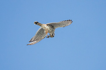 Kestrel hunting dragonfly