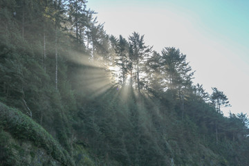 Rays of Light through Trees