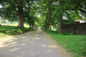 path in a tree 
