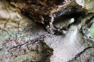 spider on tree