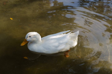 domestic duck