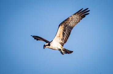 osprey hunting on lake