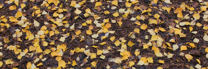 Golden birch leaves on forest soil.