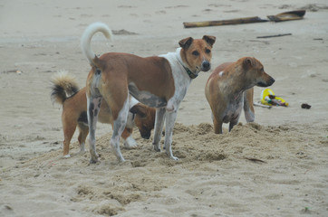  Happy dogs at play on the tropical sandy Huay Yong beach, Thailand.
