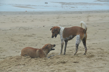  Happy dogs at play on the tropical sandy Huay Yong beach, Thailand.