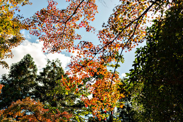 View of forest park in Kobe in early autumn