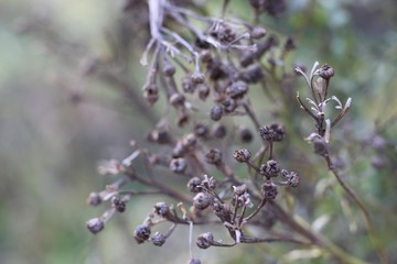 bunch of lavender flowers