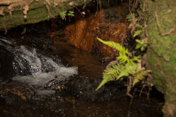 stream in the forest