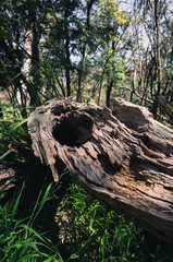 trunk of tree