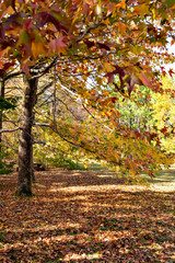 View of forest park in Kobe in early autumn