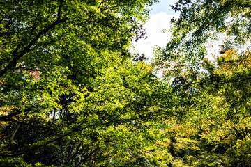 Fototapeta na wymiar View of forest park in Kobe in early autumn