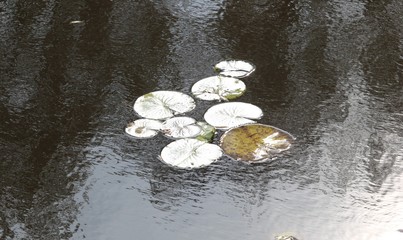 Obraz na płótnie Canvas lily pad in water
