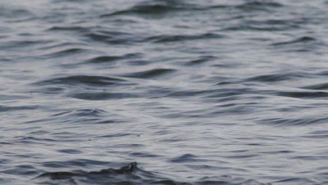 Beautiful   blue sea water surface with low waves. Seascape background. Calm Dark Sea Waves. Close-up, shallow focus. Low light