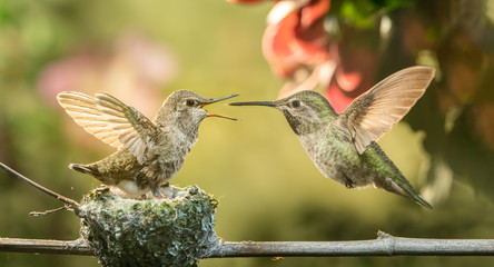 Baby hummingbird opening mouth for food from mother