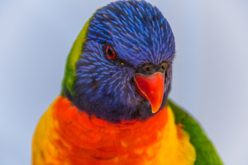 Rainbow Lorikeet