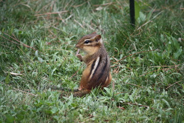 Chipmunk