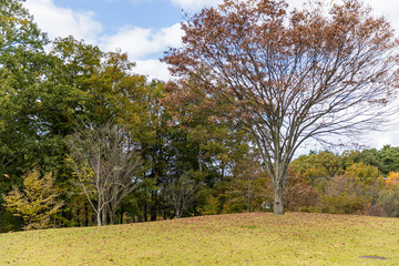 秋　丘　枯れ木　
