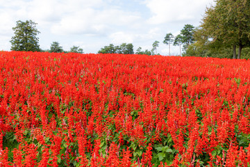 サルビア の丘　鳥取　コピースペース  花畑