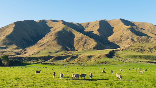 Beautiful scenic view of sheep farming along roadside in south island New Zealand which have fresh green grass and blue clear sky, the roadside tour is the good experience for tourist in New Zealand. © ztony1971