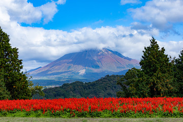 女性　花畑　赤　山背景　コピースペース 