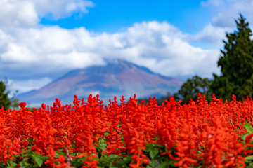 女性　花畑　赤　山背景　コピースペース 