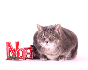 chat de noel 