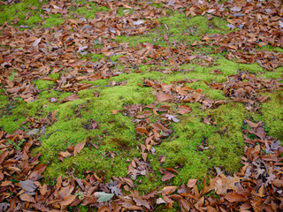 Fallen colorful autumn leaves cover the moss covered ground in the forest