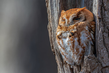 Closeup portrait of an Eastern Screech Owl perched in a tree.