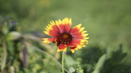 Lonely red flower with yellow edge sunbathing under the autumn sun © bh