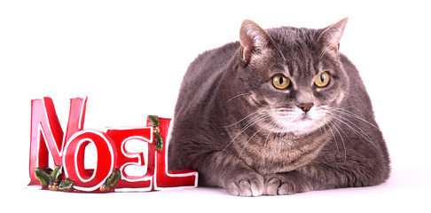 chat grincheux