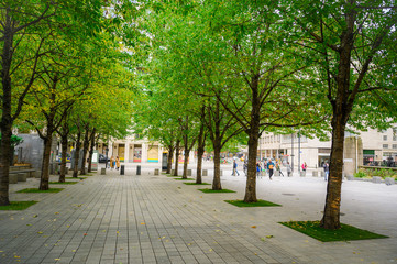 green tree walk