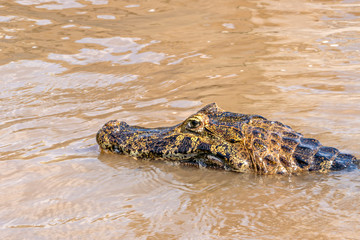 Eye Of The Caiman #2