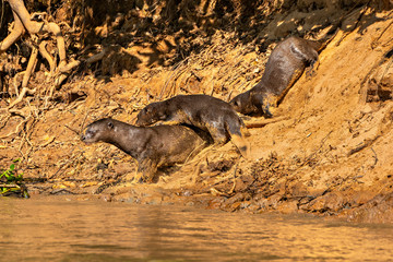 Great River Otter Trio #5