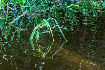 Reflections & Plants