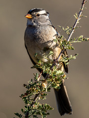 White Crowned Sparrow