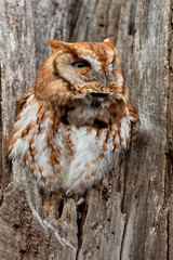Portrait of an Eastern Screech Owl.